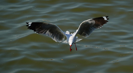 Seagull is flying in the sky