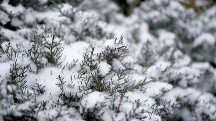 Snow on the branches and leaves of plants. Winter natural background for your design.