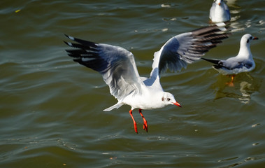 Seagull is flying in the sky