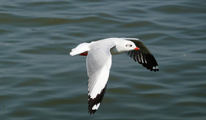 Seagull is flying in the sky