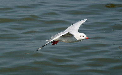 Seagull is flying in the sky