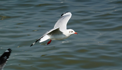 Fototapeta na wymiar Seagull is flying in the sky