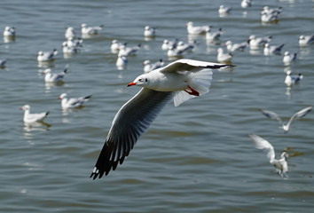 Seagull is flying in the sky