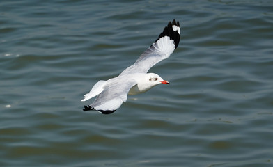 Seagull is flying in the sky