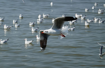 Seagull is flying in the sky