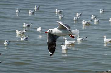 Seagull is flying in the sky