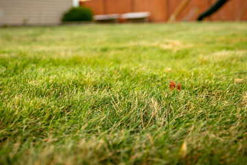 A low angle closeup view of grass in the backyard of a home.
