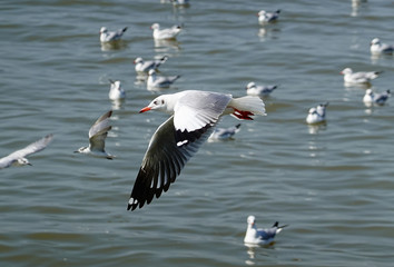 Seagull is flying in the sky