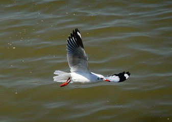 Seagull is flying in the sky