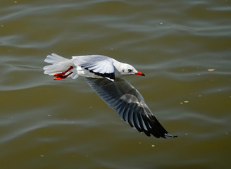 Seagull is flying in the sky