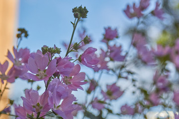 Sidalcea malviflora is a perennial herb in the Malvaceae family