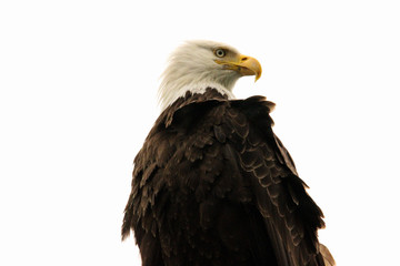 american bald eagle