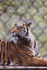 tiger in zoo