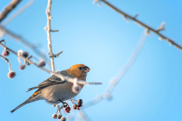 Siberian bird squinting on a snow-covered branch close-up