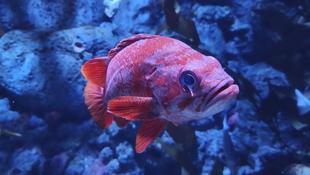 Closeup of a Vermilion rockfish in an aquarium surrounded by seaweed under the lights