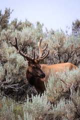 elk