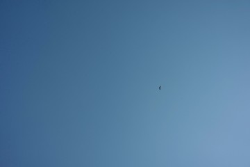 Sarus Crane flying under blue sky