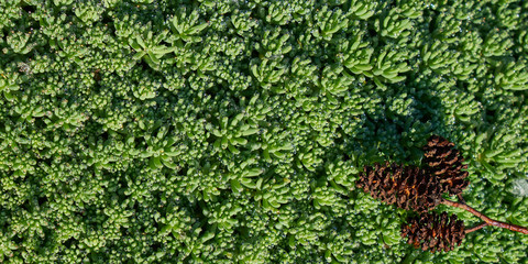 Image of green grass. Image of green vegetation cover.