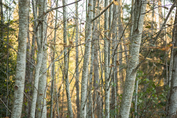 A forest full of red alder tree trunks during the fall season.