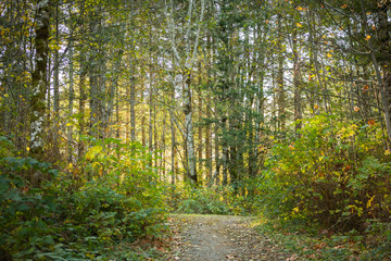 A view of a trail that leads into the forest of tall trees, featuring autumn colored foliage.