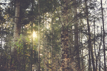 Fototapeta premium A rustic image of tall trees in the forest, with the sun glowing through the canopy.