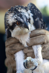 A man holds a tagged osprey which is part of a species re-introduction program in Iowa.