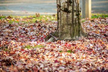 A low angle of autumn leaves on the ground all around a tree trunk in a neighborhood.