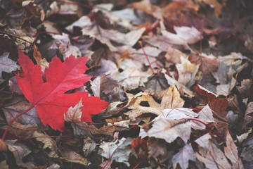 A background of dried autumn leaves on a ground, featuring a red maple leaf on the left side of the image.