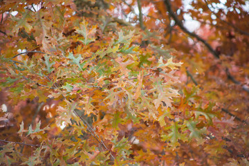 Naklejka na ściany i meble A view of maple leaves in a tree during the fall season.