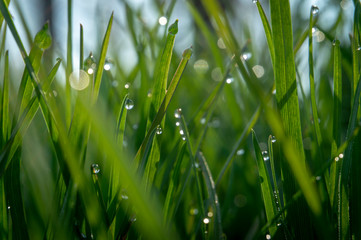 Green grass and drops of morning dew