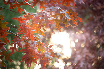 A view of maple leaves in a tree during the fall season, with the sun glowing through the foliage.