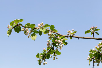 full-bloom fruit trees