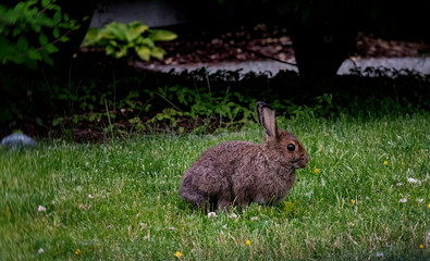 Wild hare sitting on green grass with building in background.