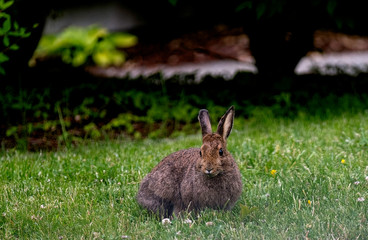 Wild hare sitting on green grass with building in background.
