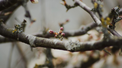 Knospe im Frühjahr