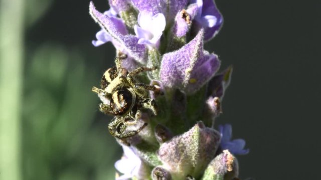 Jumping Spider (Phiale sp) on a lavender flower, medium close shot.