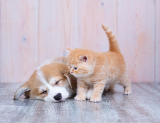 Corgi puppy is sleeping and a British breed kitten is standing nearby and looking at him on the floor in the house