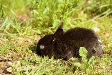 Cute little black baby rabbit on green grass in the farm yard. Retro style toned