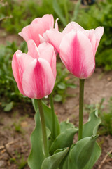 Fototapeta premium Tulips growing in a garden with green grass on the background.