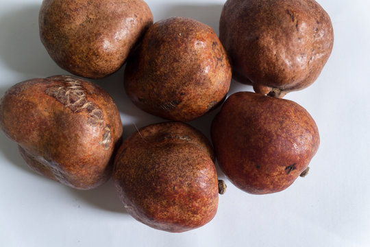 Hyphaene thebaica, doum fruit or zuriat. Arabian Peninsula herbs for pregnancy and various illness.