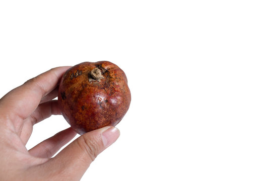 Hyphaene thebaica, doum fruit or zuriat. Arabian Peninsula herbs for pregnancy and various illness.