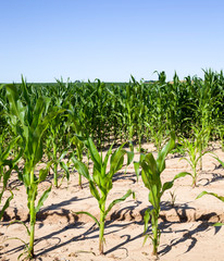 agricultural field with green corn
