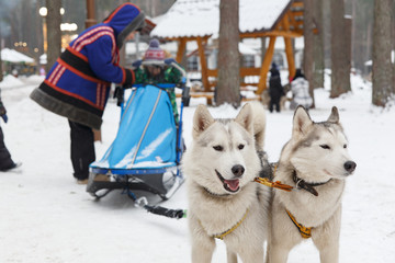 Two husky dogs in a team © BY-_-BY