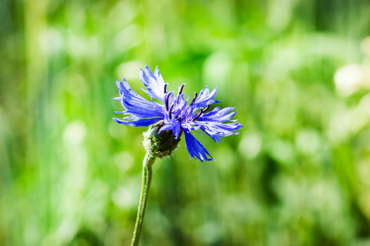 Blue Wildflowers Cornflowers