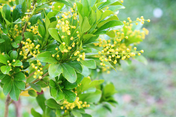 yellow flowers blossom in spring time on nature background.