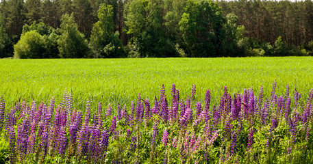 flowering blue lupine