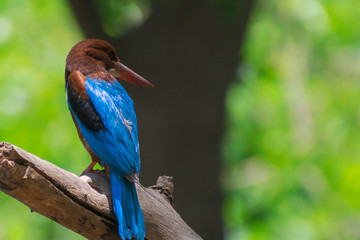 WHITE BRESTED KINGFISHER 