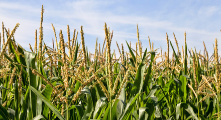 green corn grown by technology