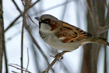sparrow on feeder