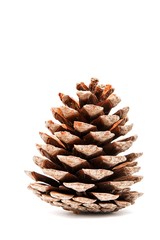 pine cone on a white background